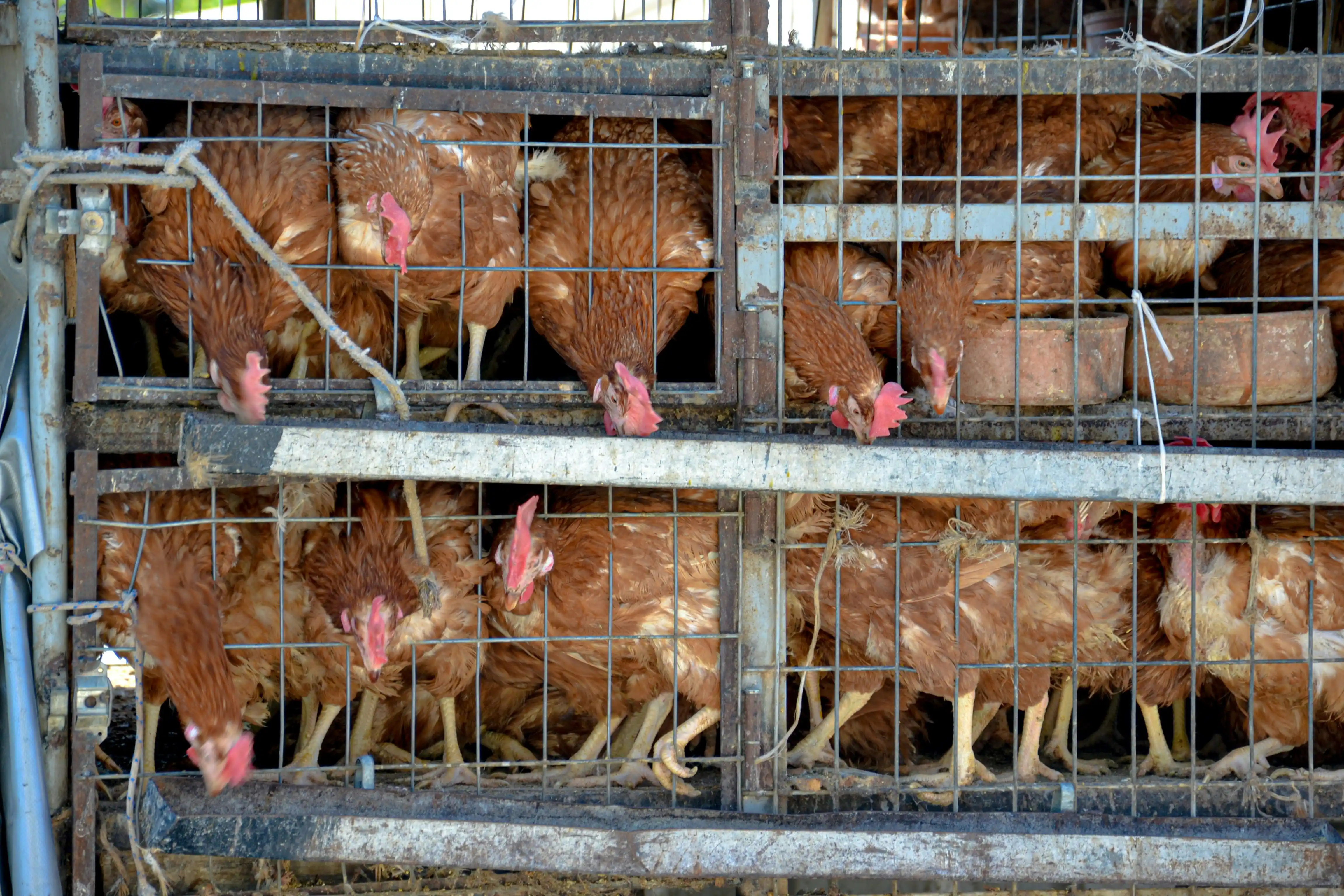 FIFO Inventory & Feed Stock Management