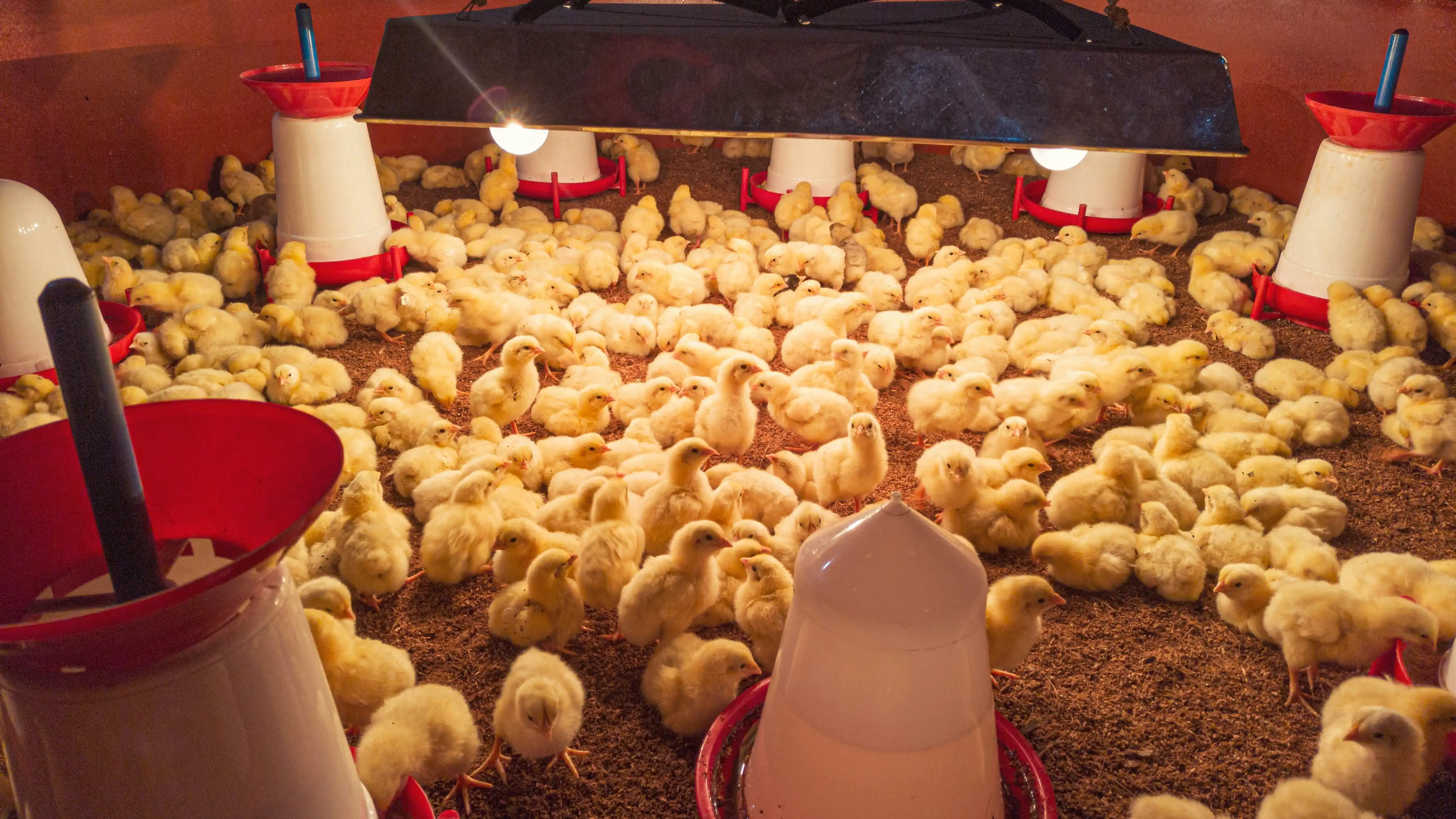 Broiler Production Management with Automated Performance Benchmarking